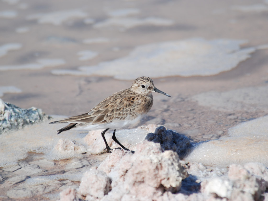 Aves Acuáticas