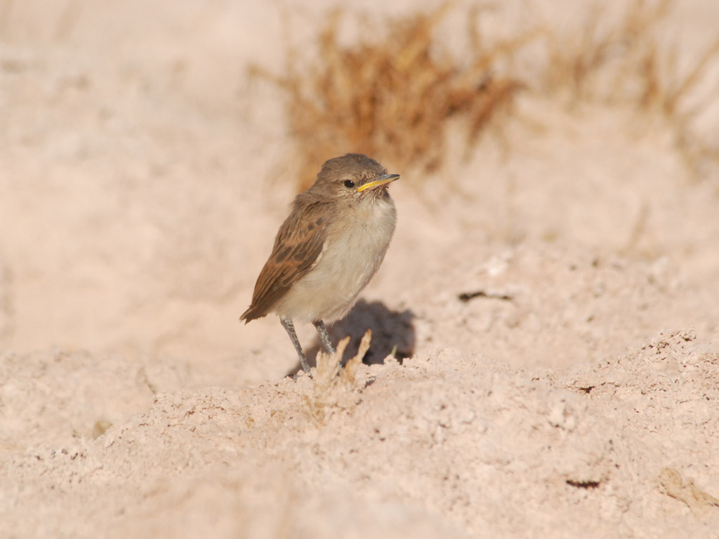 Aves Terrestres