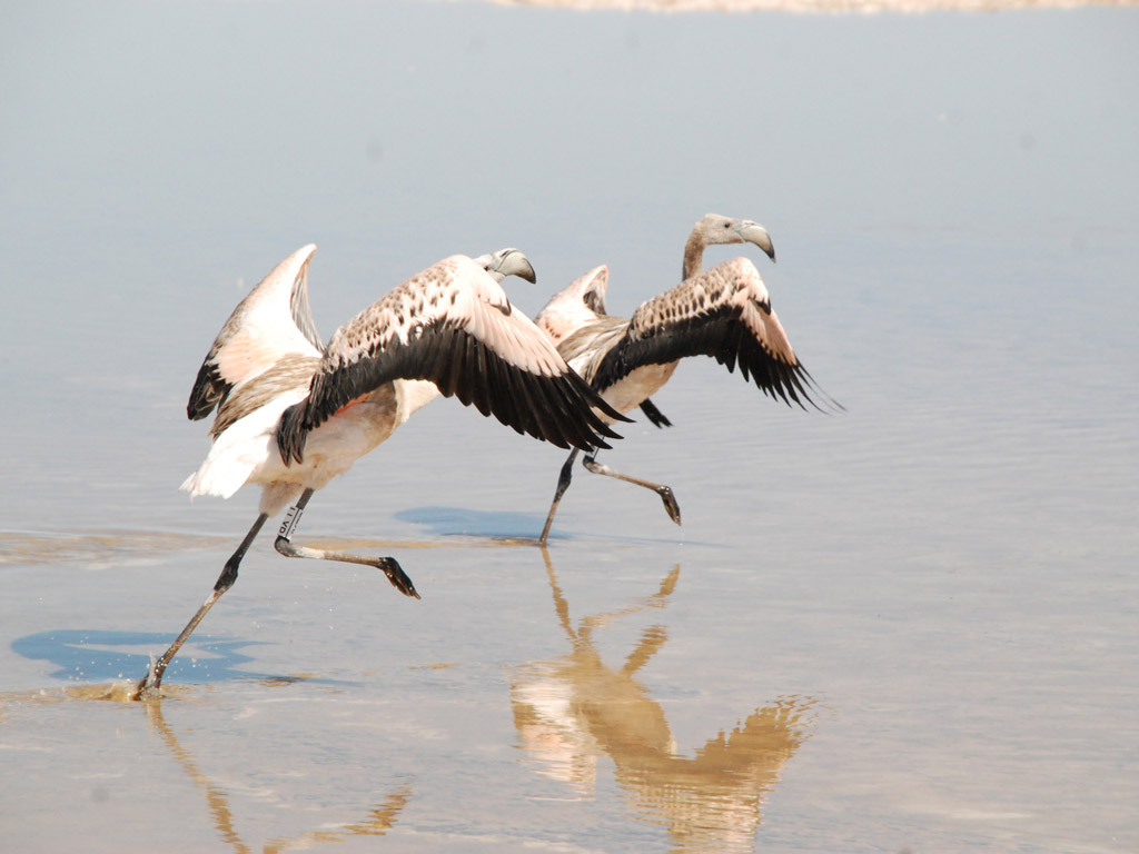 Flamencos